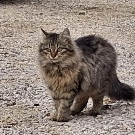 Il Doganiere Nocleg ze śniadaniem