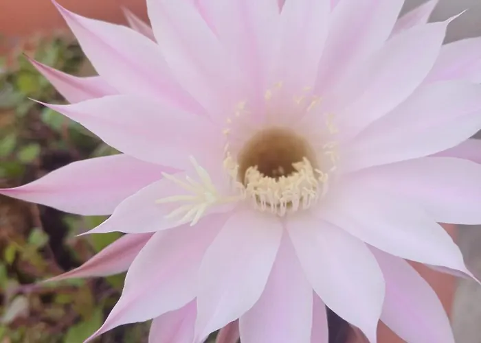 Il Doganiere Alojamento de Acomodação e Pequeno-almoço