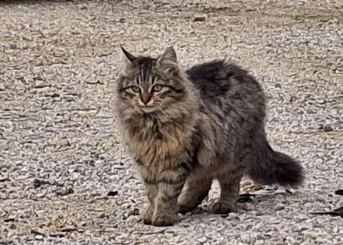 Il Doganiere Nocleg ze śniadaniem